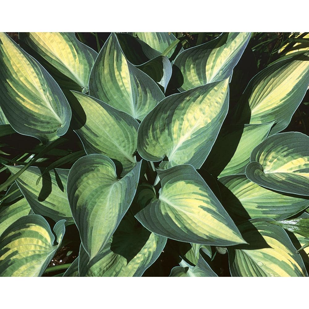 Plantain Lily Hosta June Live Plant