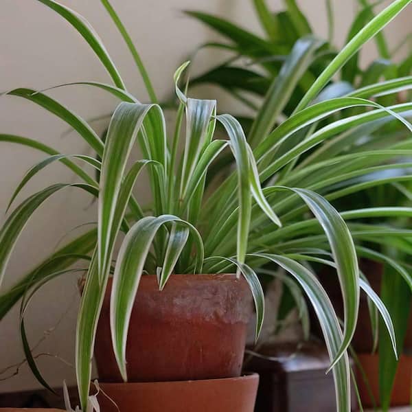 4 in. Chlorophytum Variegated Irish Spider Plant in Grower Containers (3-Pack)