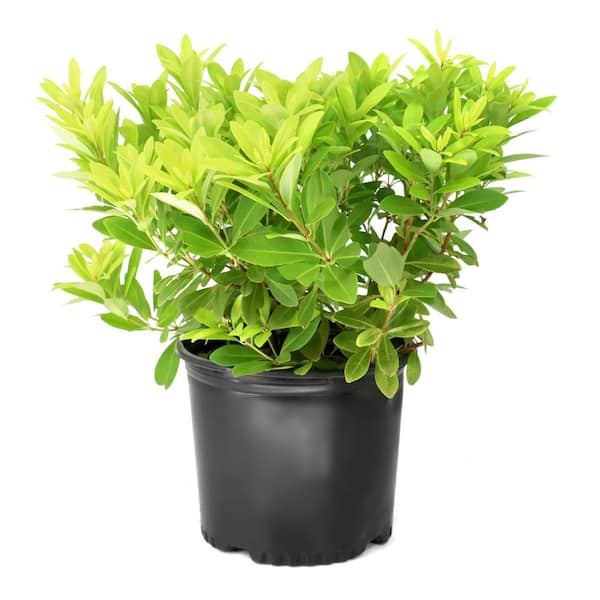 3 gal. Illicium Florida Sunshine Anise Shrub