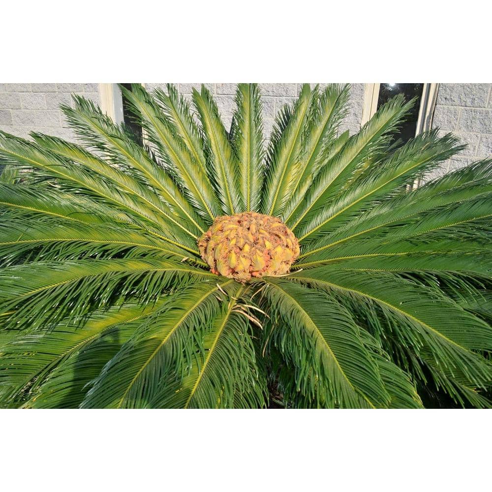 Large Evergreen Sago Palm in Black Plastic Pot