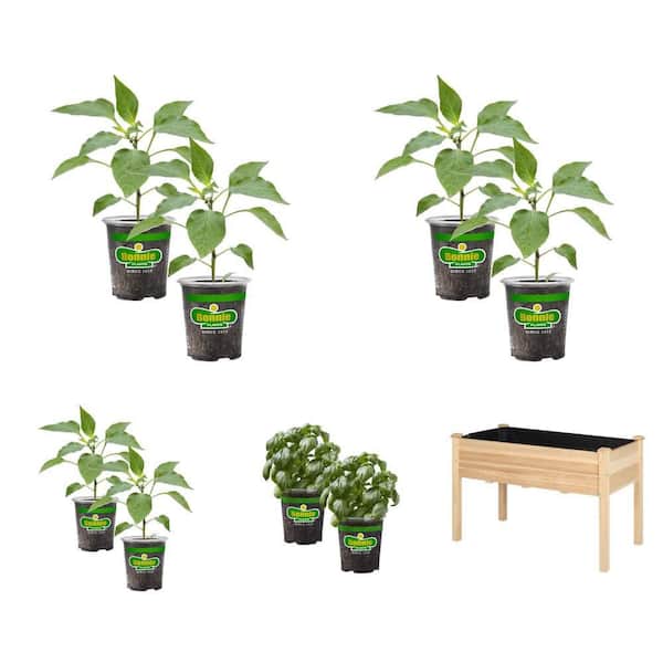 Sweet Green Bell, Hot Jalapeno, Red Bell Pepper, Sweet Basil Plants (2-Pack), 47 in. x 23 in. Raised Garden Bed Combo