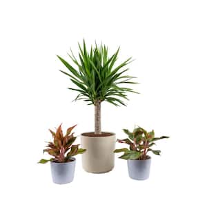 10 in. Yucca Cane and (2) 6 in. Siam Aglaonema Plant in White Decor Planter, (3 Pack)