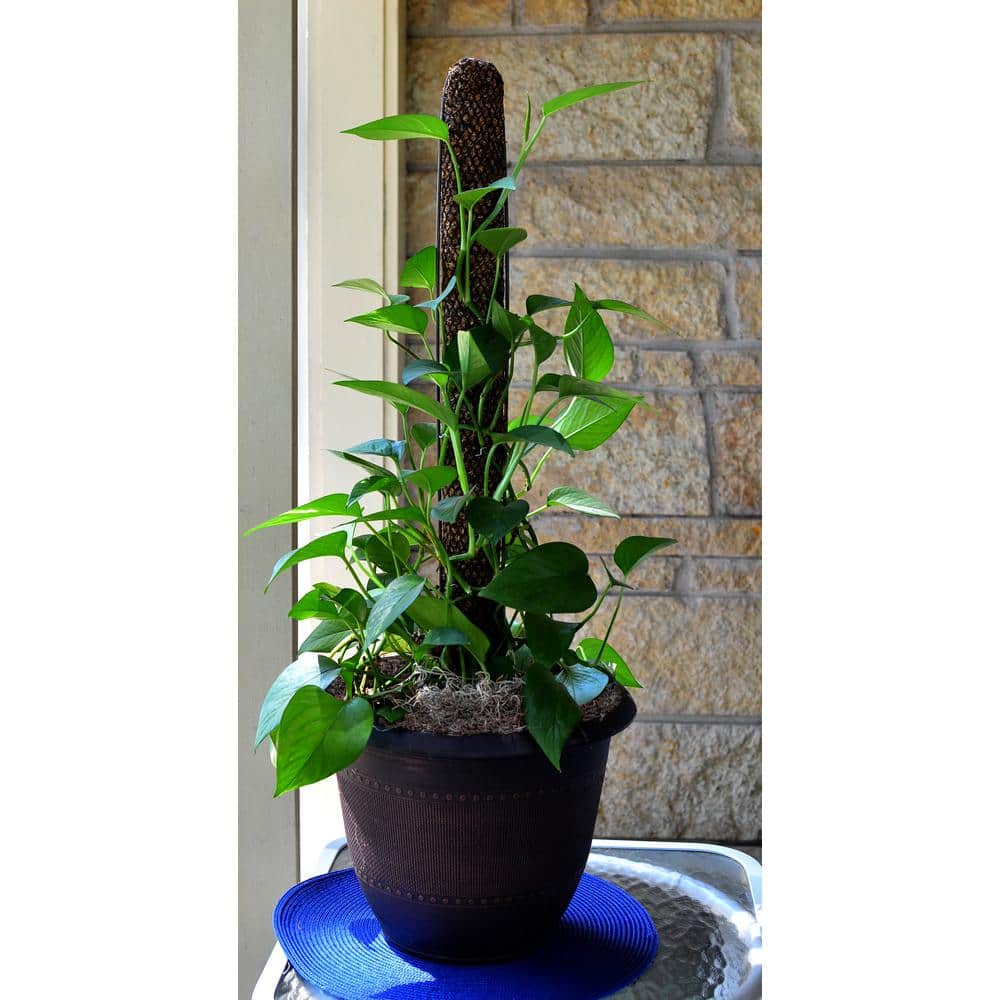 24" Brown Sphagnum Moss Plant Support Pole