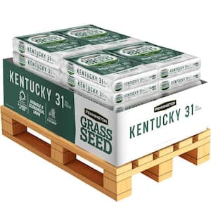 Kentucky 31 Tall Fescue 40 lbs. 8,000 sq. ft. Grass Seed Pallet (24 bags)