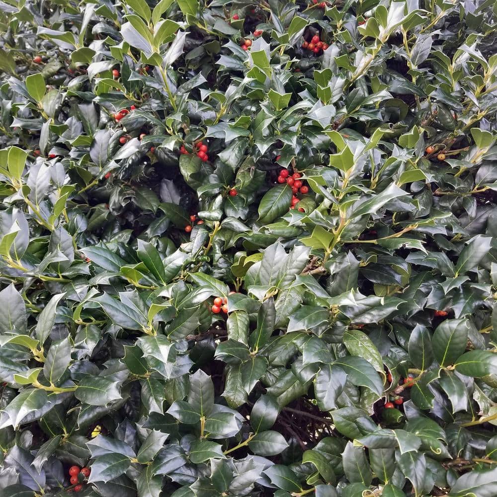2.25 Gallon White Holly Nellie R. Stevens Shrub