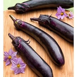 2.32 qt. Ichiban Eggplant Plant