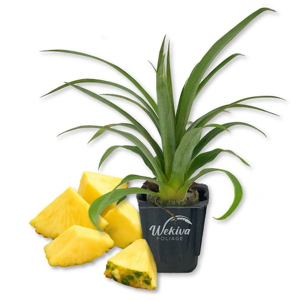 Sugarloaf Pineapple Plant-1 Live Starter Plant-Ananas Comosus