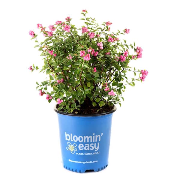 BLOOMIN' EASY 1 Gal. Pinky Promise Snowberry (Symphoricarpos) Live Shrub, Gumball Pink Berries