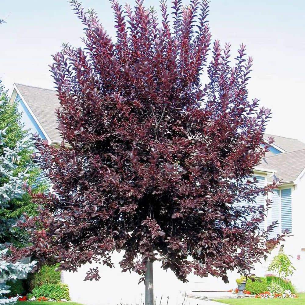 5 gal. Canada Red Chokecherry Tree