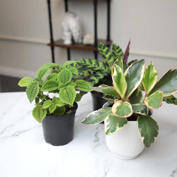silvery pothos The Snobby Leaf | Pothos 'Satin' - 4 inch Pot main image 1