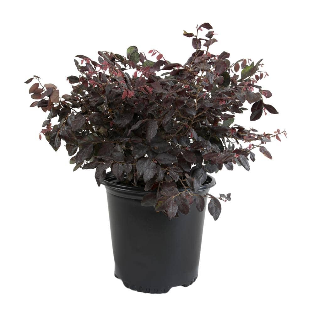 Loropetalum Chin Rubrum Plum Shrub Evergreen Perennial Outdoor Plant in 1 Gal. Grower Pot price history on PriceWatchPro