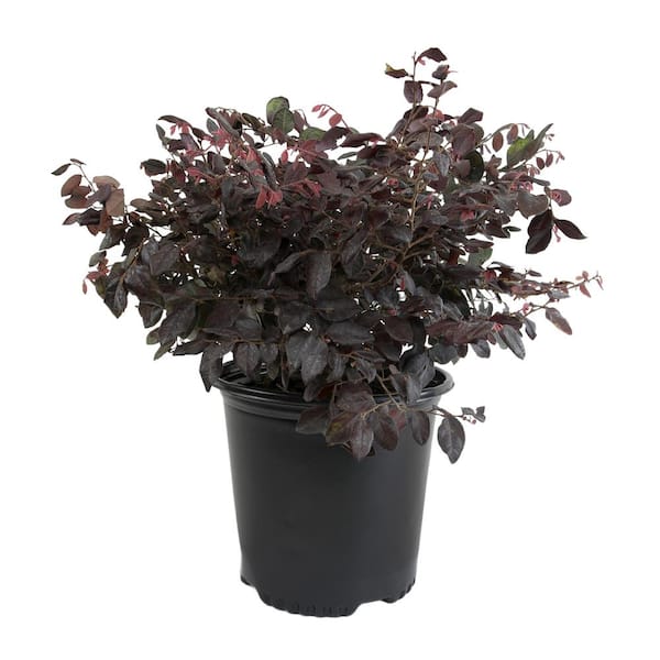 ALTMAN PLANTS Loropetalum Chin Rubrum Plum Shrub Evergreen Perennial Outdoor Plant in 1 Gal. Grower Pot