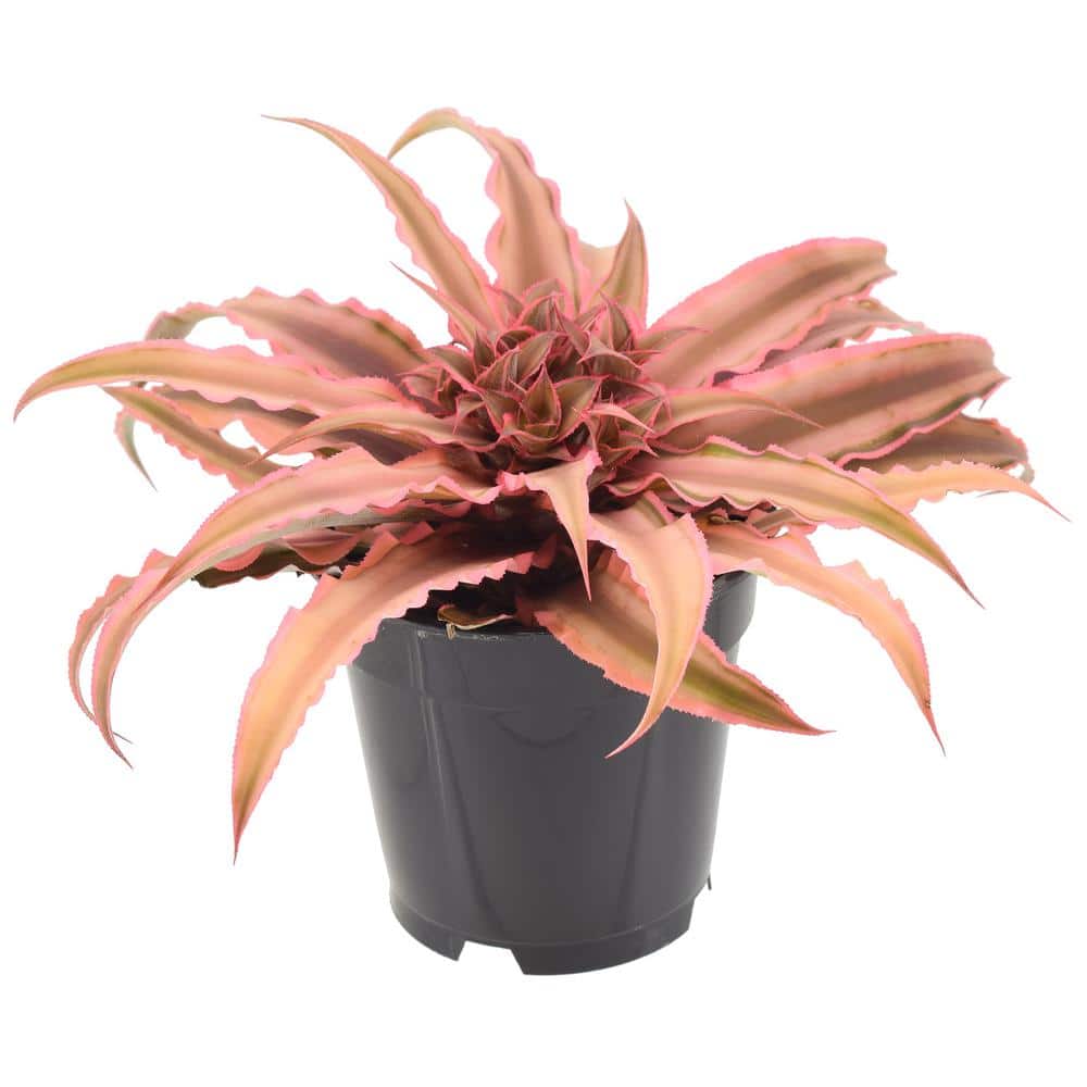 Cryptanthus Pink Earth Star Indoor Plant in Black Grower Pot