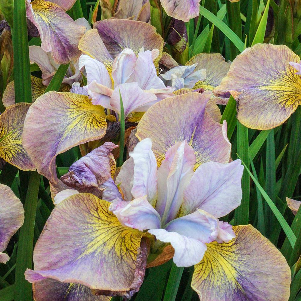 Multicolor Flowering Sugar Rush Siberian Iris Plant 3-Pack