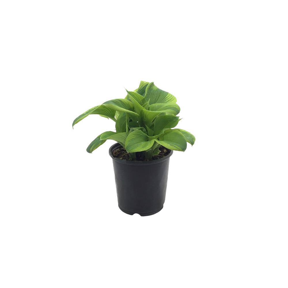 Plantain Lily Hosta Francis Williams Live Plant