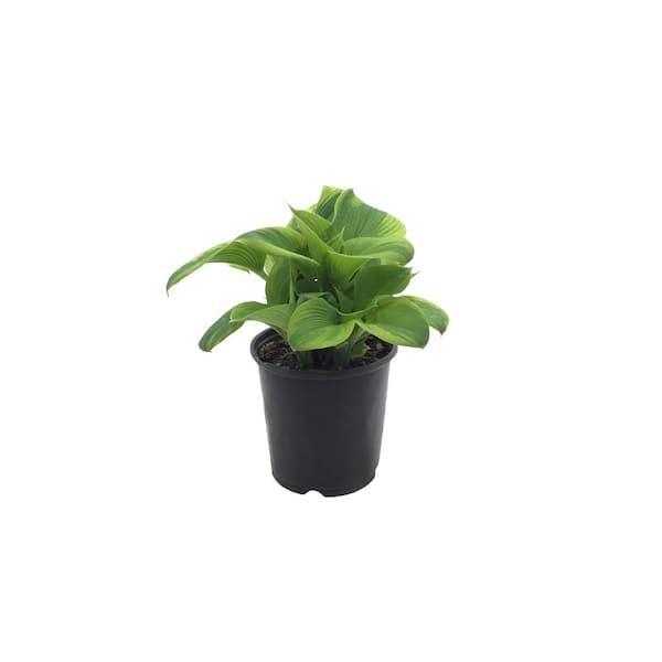 Unbranded Plantain Lily Hosta Francis Williams Live Plant