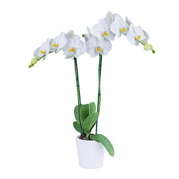 national PLANT NETWORK 5 in. Superior Multi-Stem Luminous White Orchid (Phalaenopsis) Plant in Luxe Designer Ceramic Planter