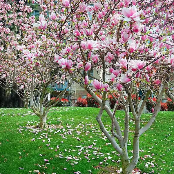 2 gal. Patience Series Little Mimi Deciduous Japanese Magnolia