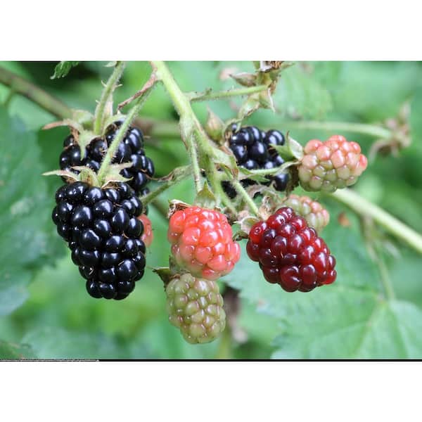 Wekiva Foliage Arapaho BlackBerry Plant-Live Plant in a 2 in. Pot-Rubus-Fruit Trees for The Patio and Garden