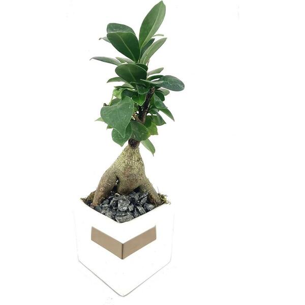 Wekiva Foliage Bonsai Metal Planter-Live Plant in a White 3 in. Decorative Pot-Plant Variety is Grower's Choice Based on Health