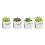 Indoor Succulent Assortment in 2 in. Home Sweet Home Ceramic Pot, Avg. Shipping Height 2 in. Tall (4-Pack)