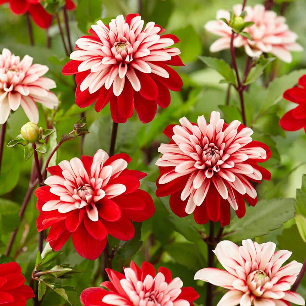 VAN ZYVERDEN Dahlias Pacific Time Bulbs (Set of 3) 84125