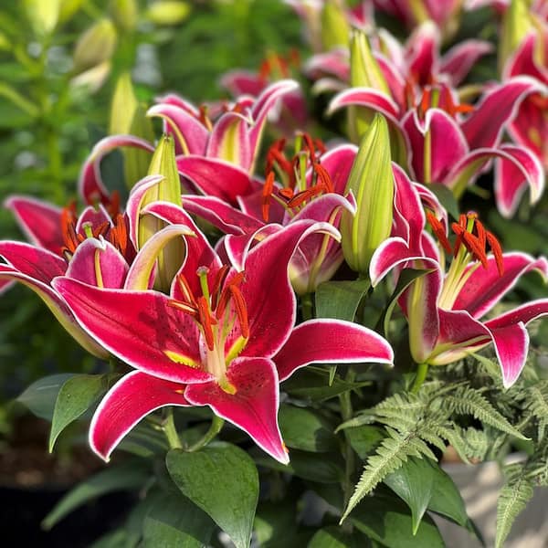 national PLANT NETWORK Lilies Sunny Keys Oriental Lilies Bulbs (5