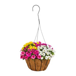 2.5 Qt. Calibrachoa Calipetite Mix Hanging Basket Annual Plant (3-Pack)