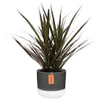 6 in. Grower's Choice Dracaena Plant in Two Tone Ceramic