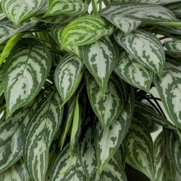 national PLANT NETWORK 6 in. Aglaonema Maria Emerald Beauty
