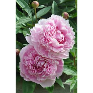2 Gal. Sarah Bernhardt Peony (Paeonia) Live Shrub with Pastel Pink Double Blooms