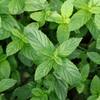 National PLANT NETWORK 4 In Peppermint Herb Plant 3 Piece HD2033 National PLANT NETWORK 4 In Peppermint Herb Plant 3 Piece HD2033