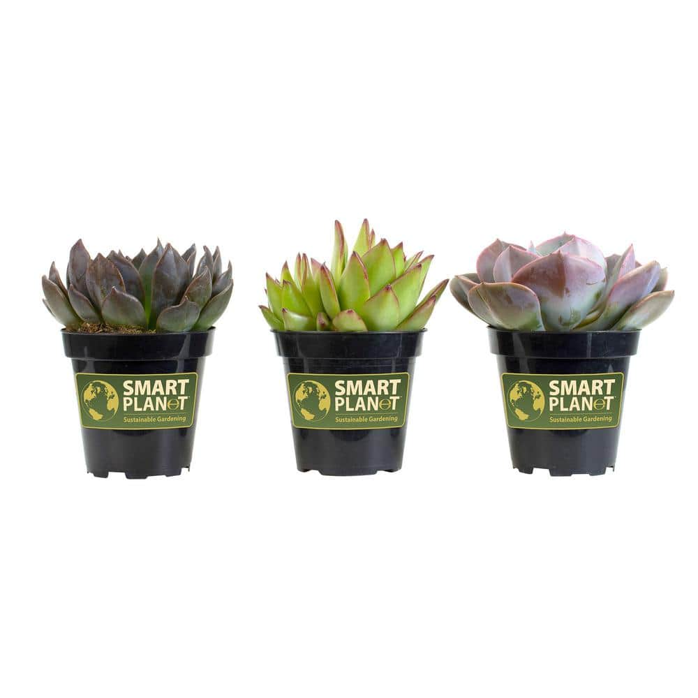 Assorted Echeveria Succulent Plants in 3.5 Inch Black Pots