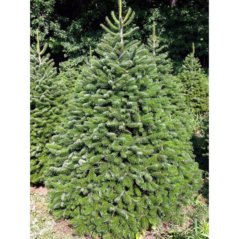 Online Orchards 4 ft. to 5 ft. Freshly Cut Turkish Fir Live Christmas