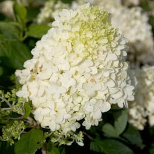 2 Gal. Moon Dance Hydrangea Shrub with White Conical Blooms