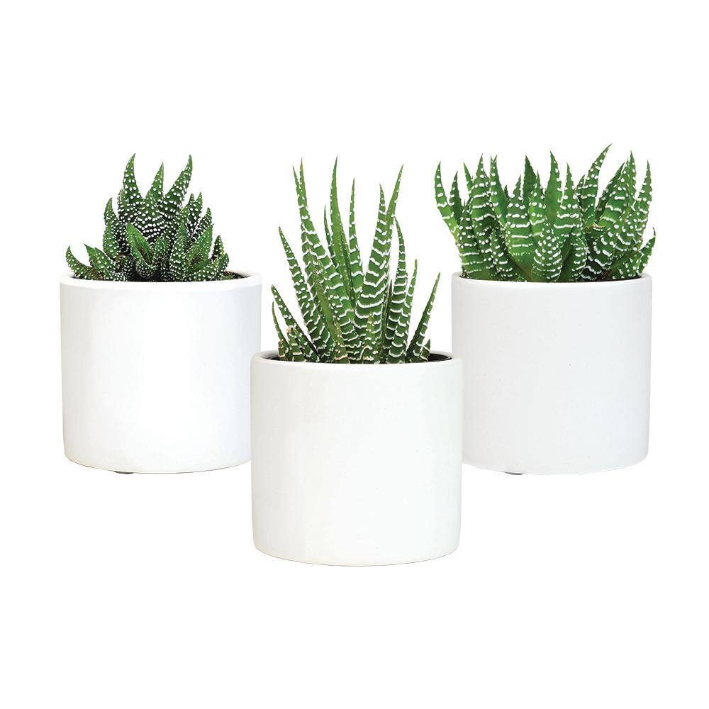 Lush Green Trio of Haworthia & Gasteria Succulents in Ceramic Pots