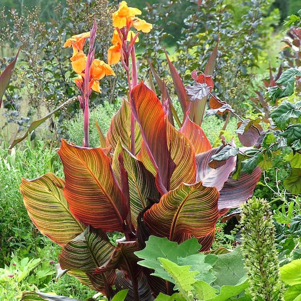 Cannas Tropicanna Bulbs (Set of 9)