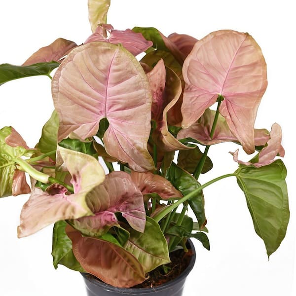 コスモ バインステープ ワイド25 25mm ローズピンク② national PLANT NETWORK Neon Robusta Arrowhead Plant (Syngonium) in