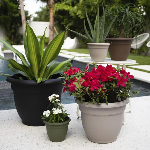 Bloem Terrapot 10.7 in. H x 12 in. Dia. Resin Traditional