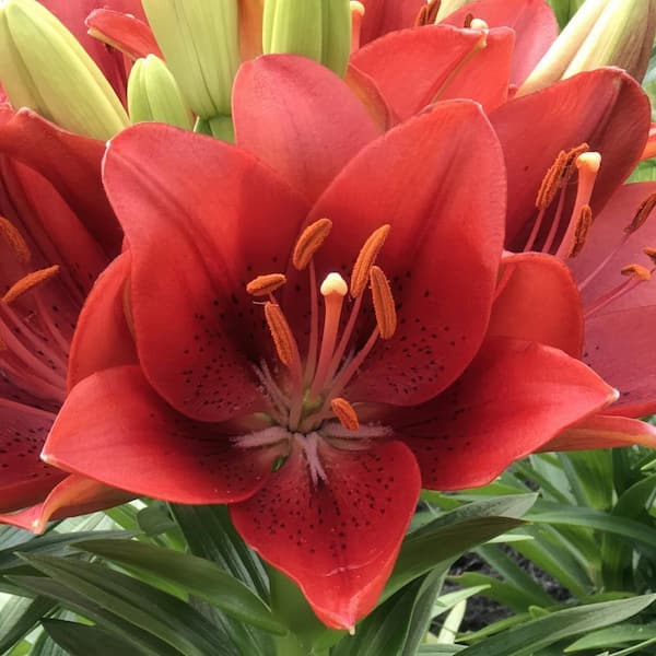 national PLANT NETWORK Lily Summer Scarlet LA Hybrid Bulbs (5-Pack