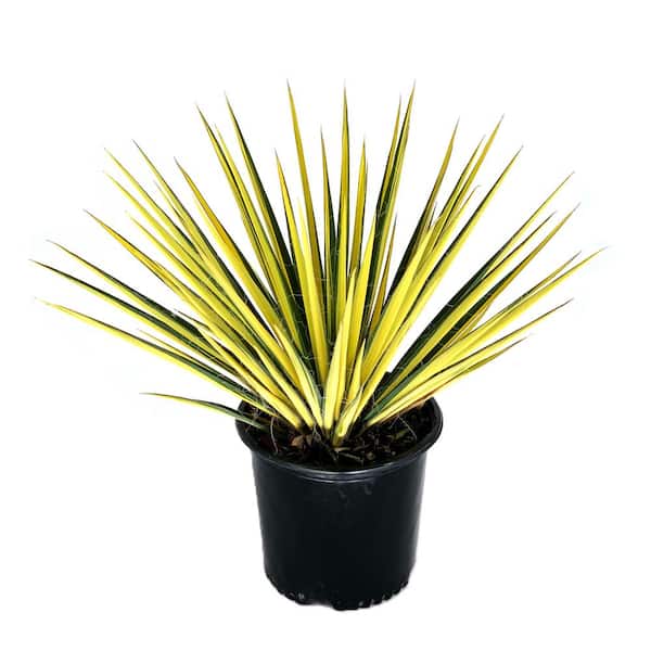 Unbranded 2.25 Gal. Yucca Color Guard (Yucca Filamentosa 'Color Guard') Evergreen Shrub with Fragrant White Flowers (1-Each)