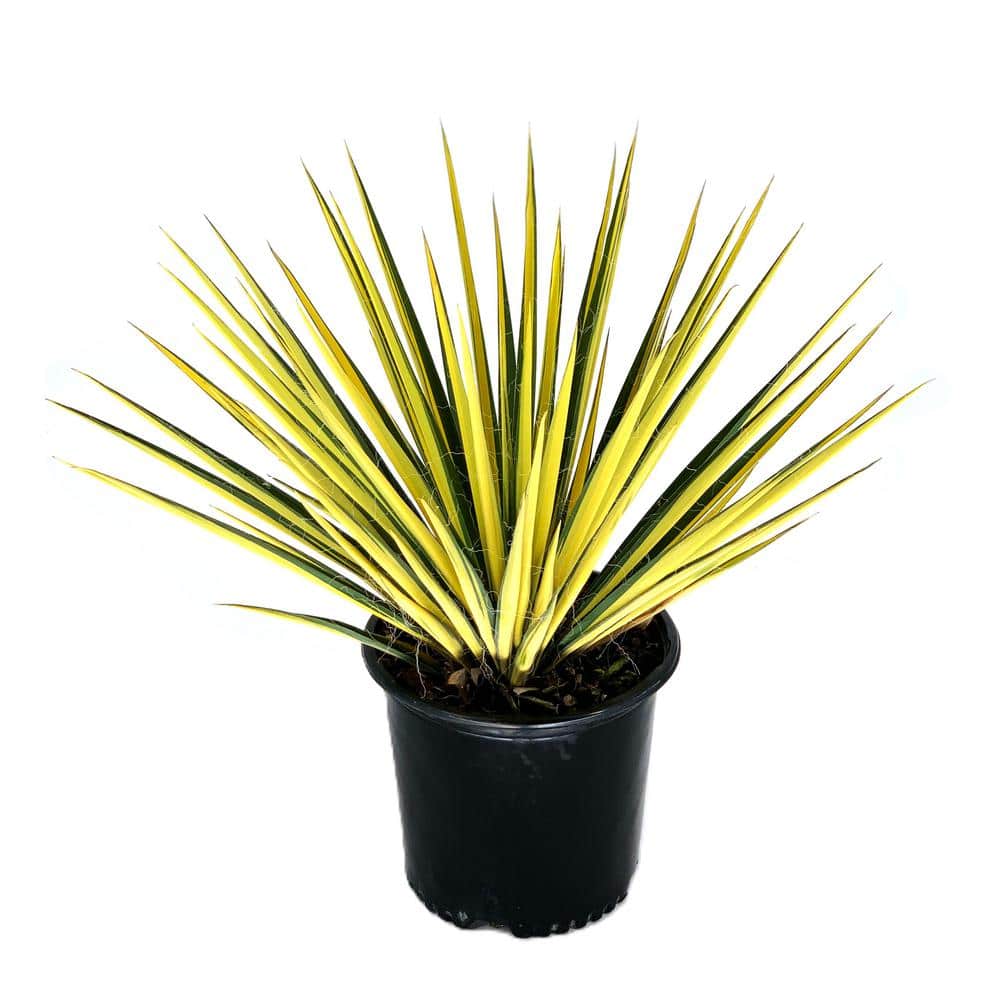 2.25 Gal. Yucca Color Guard (Yucca Filamentosa Color Guard) Evergreen Shr