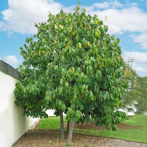 1 Gal. Paw Paw Seedling Fruit Tree