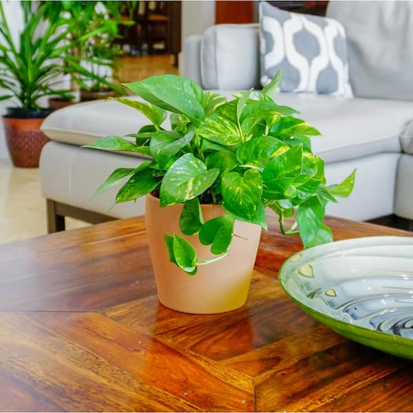 Golden Pothos Indoor Vining Houseplant in 6 in. Grower Pot