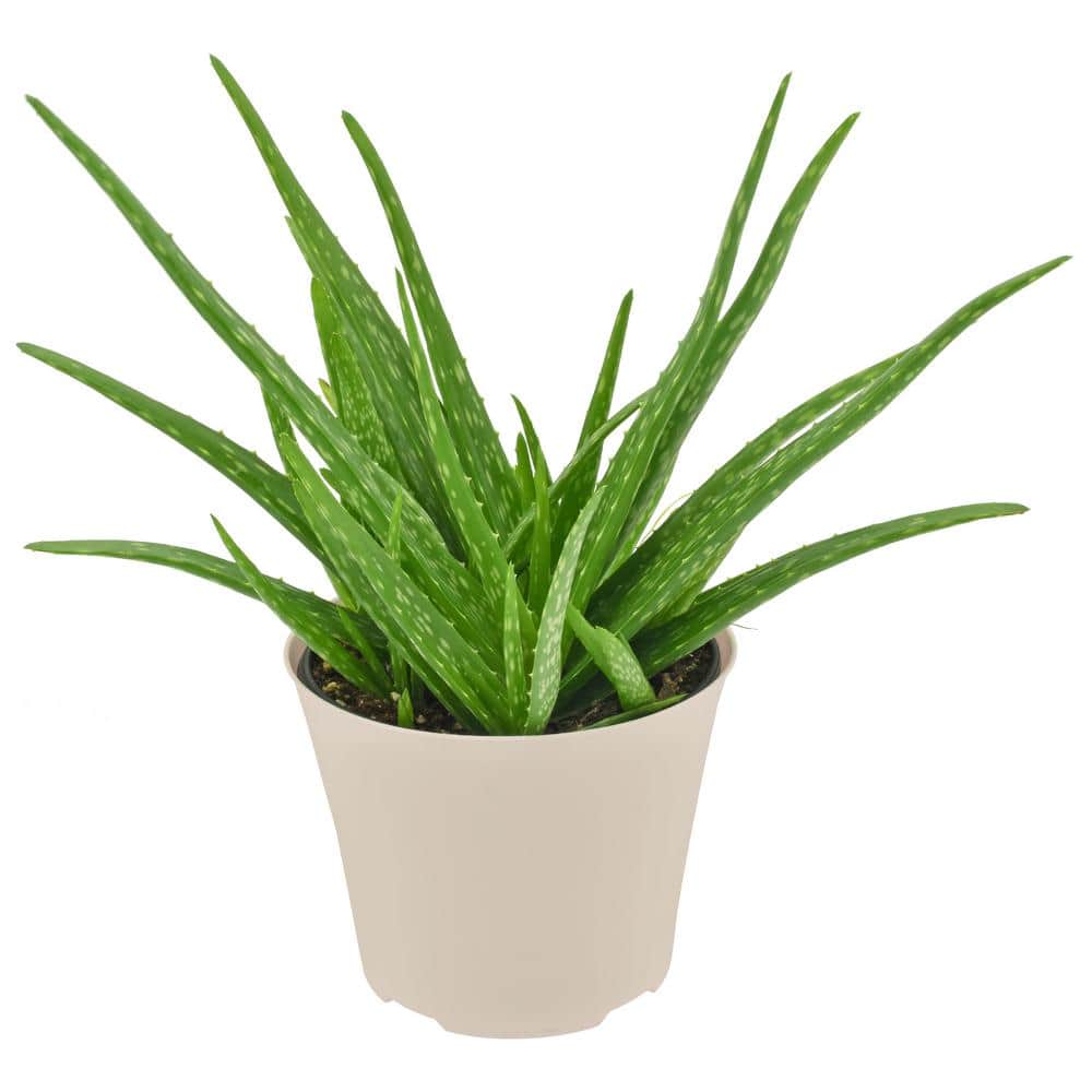 Large Aloe Vera Succulent in Beige Plastic Pot