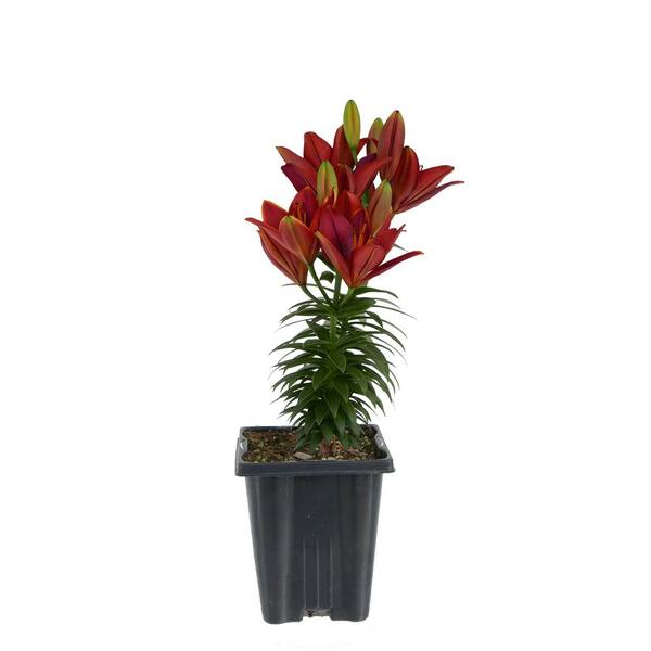 Unbranded 1.0 Qt. Perennial Asiatic Lily Red