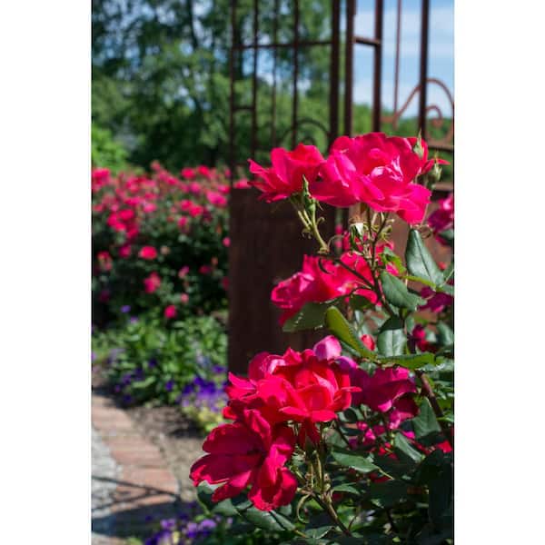 MY LANDSCAPE 3 Gal. Rose with Assorted Color Flowers