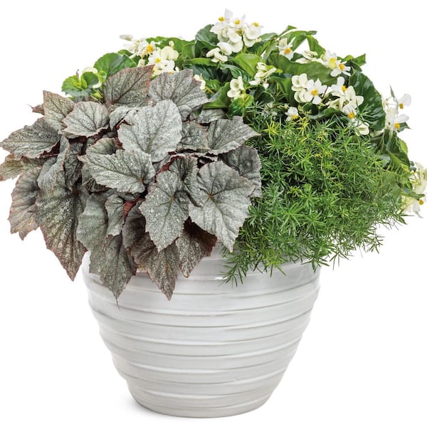 Proven Winners 4.25 in. Eco+ Grande Space Age Triton Begonia (Begonia rex) Live Annual Plant with Silver and Green Foliage 4-Pack
