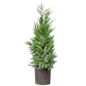 2 ft. to 3 ft. Tall Leyland Cypress Tree in Growers Pot, Perfect for Natural Privacy