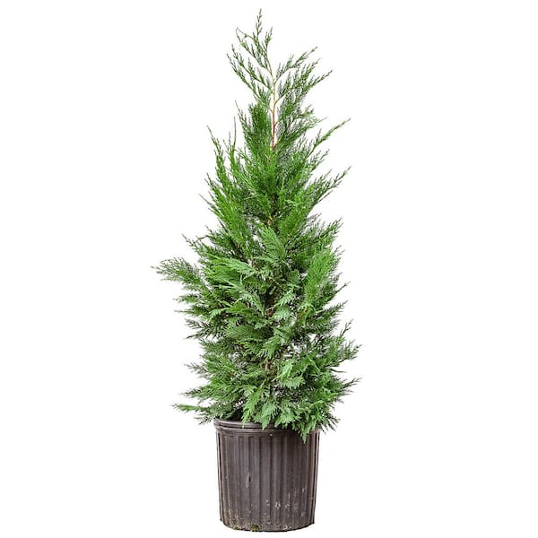 Perfect Plants 2 ft. to 3 ft. Tall Leyland Cypress Tree in Growers Pot, Perfect for Natural Privacy